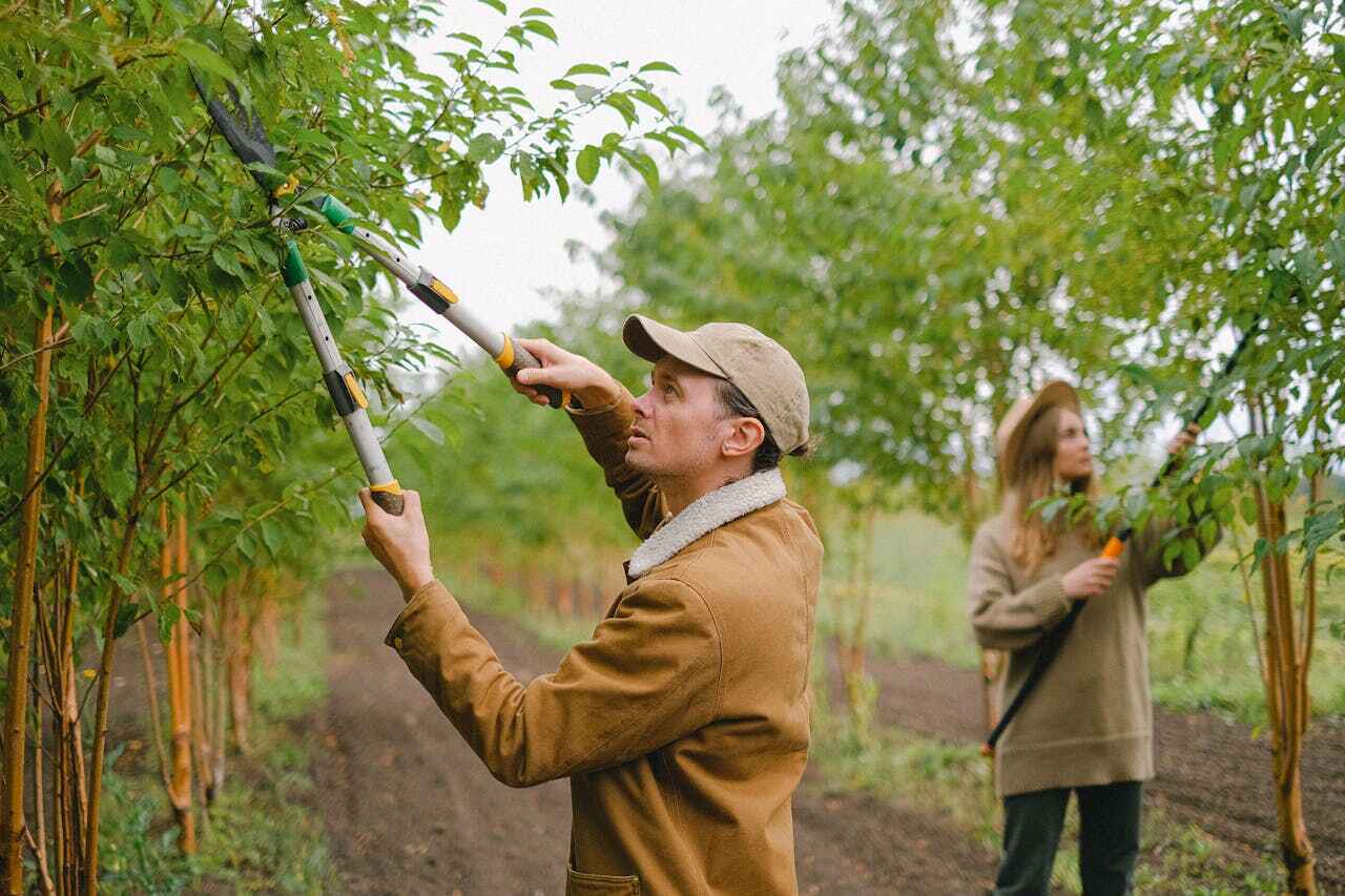 Best Best Tree Removal Services  in Orange Park, FL